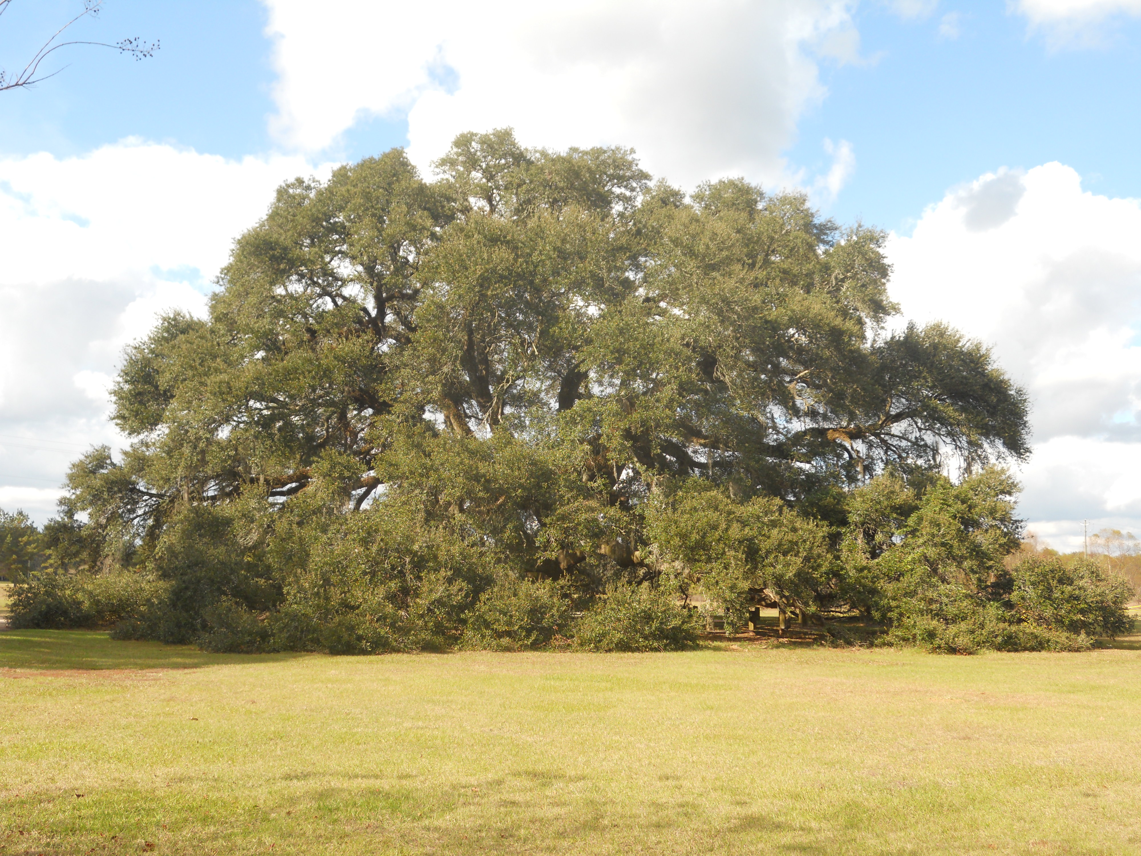 Constitution Oak Geneva, Alabama (circa 1787)