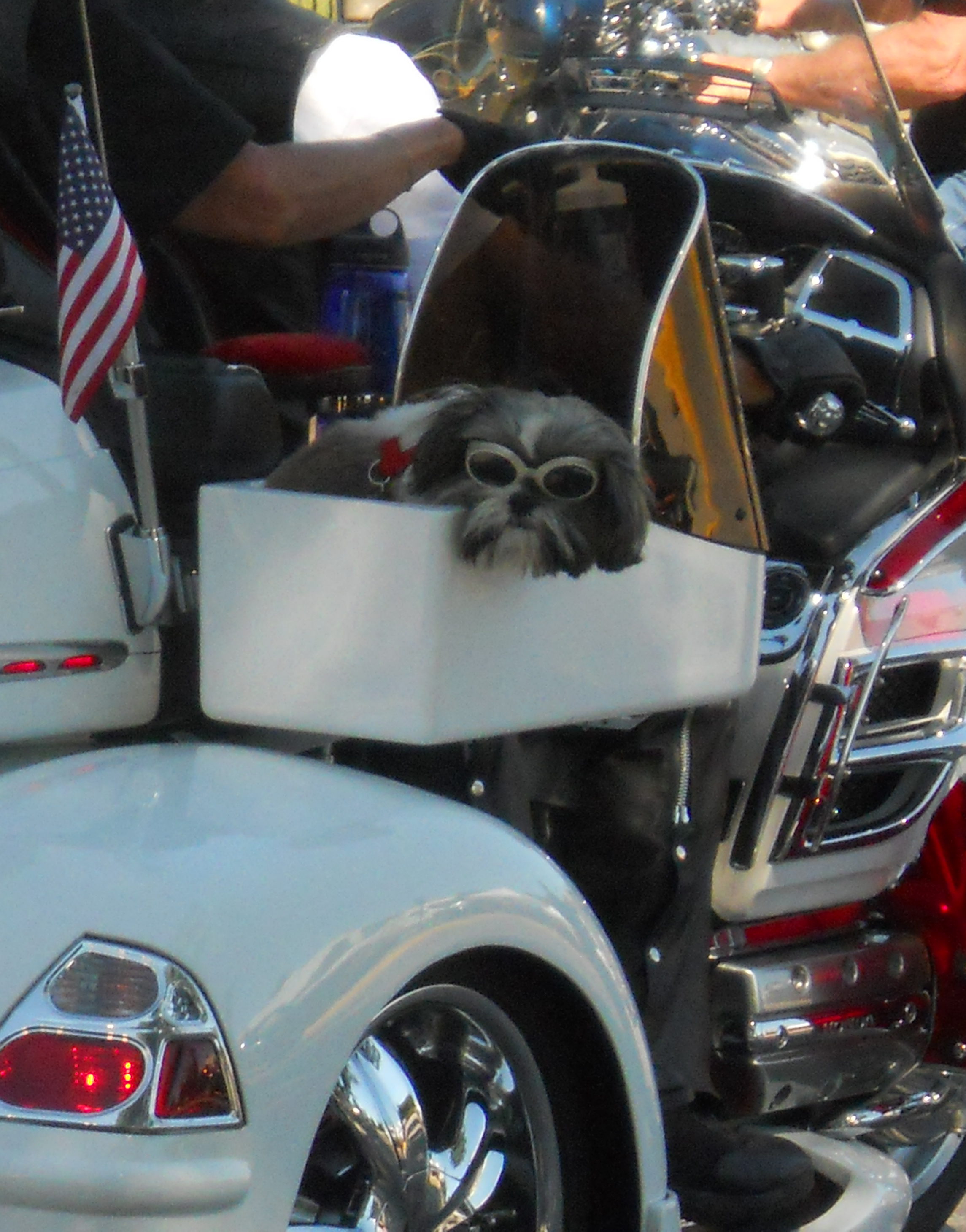 Sturgis Motorcycle Rally Sturgis, South Dakota. Little dog wearing sunglasses in motorcycle sidecar.